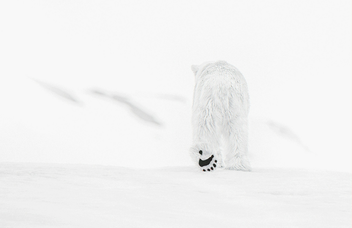 78 Degrees North-Photographic Print-David Yarrow-Sorrel Sky Gallery