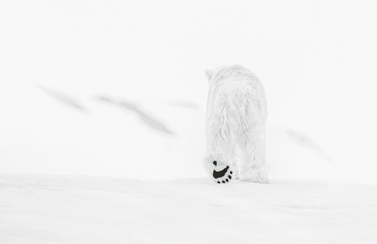 78 Degrees North-Photographic Print-David Yarrow-Sorrel Sky Gallery