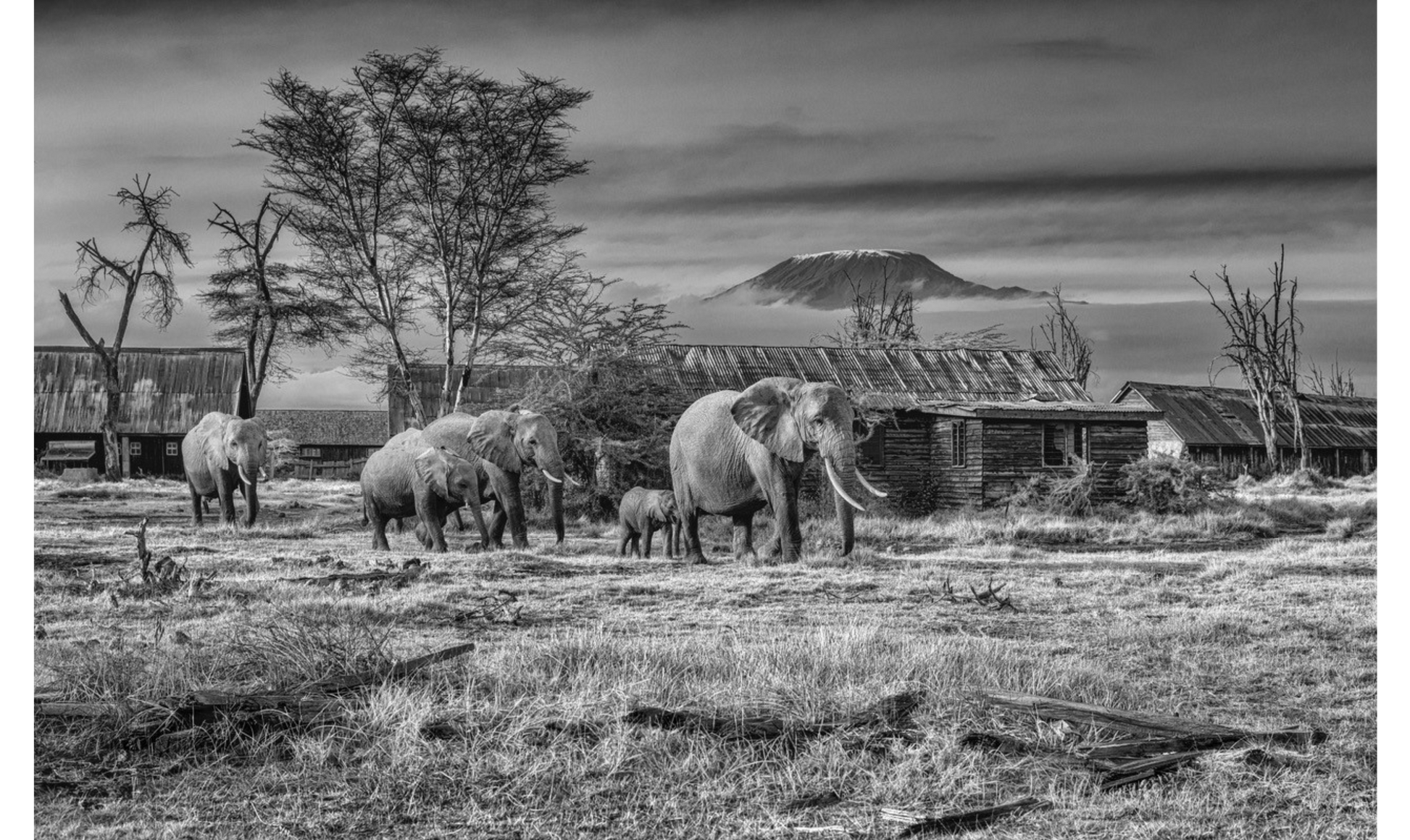 AFTER MAN-Photographic Print-David Yarrow-Sorrel Sky Gallery