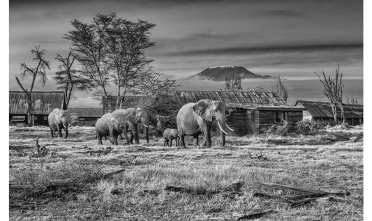 AFTER MAN-Photographic Print-David Yarrow-Sorrel Sky Gallery