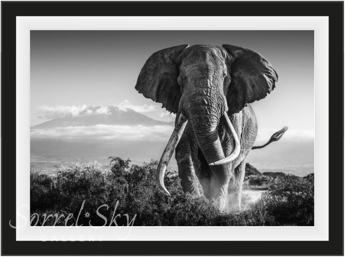 Africa-Photographic Print-David Yarrow-Sorrel Sky Gallery
