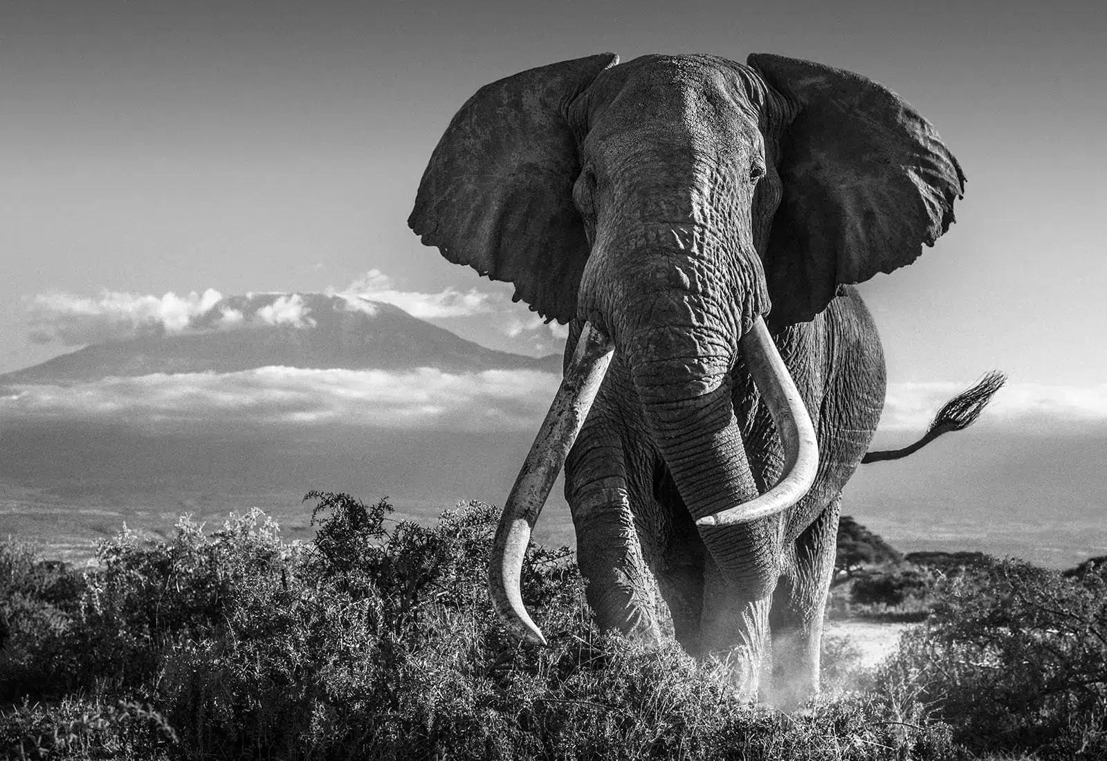 Africa | David Yarrow | Sorrel Sky | Elephants | Africa – Sorrel Sky