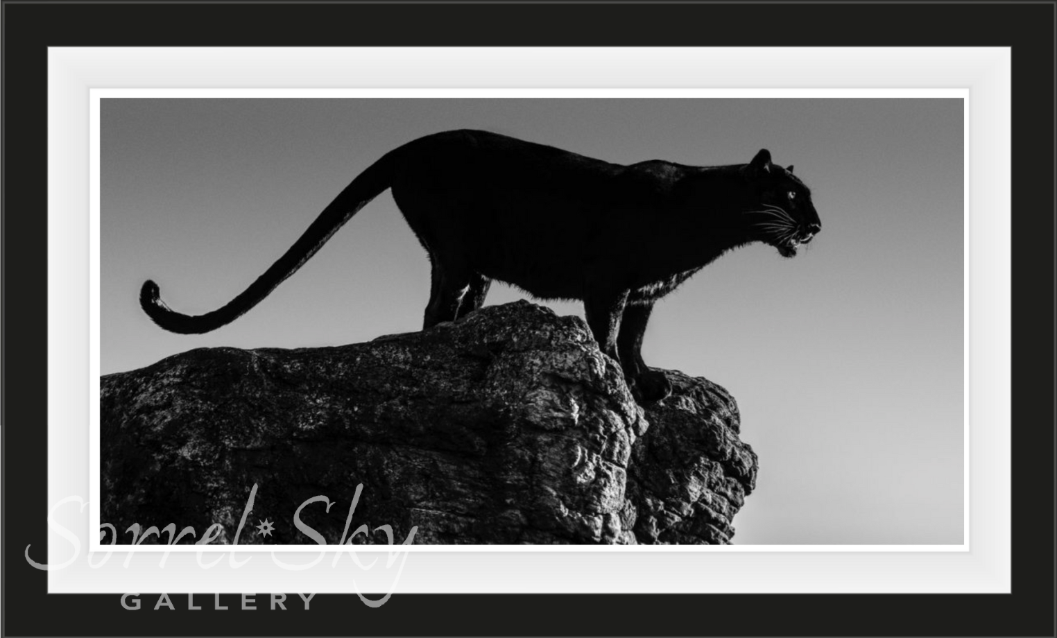 BLACK CAT-Photographic Print-David Yarrow-Sorrel Sky Gallery