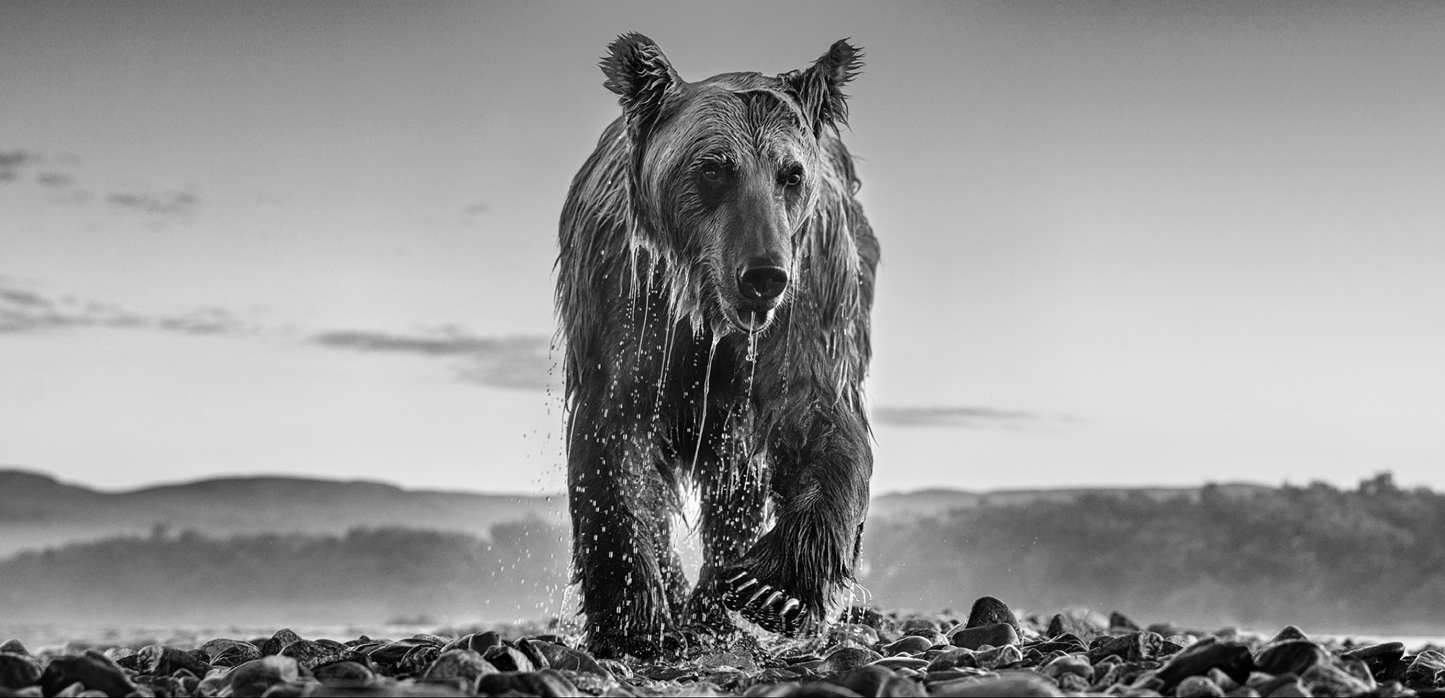Bear Island-Photographic Print-David Yarrow-Sorrel Sky Gallery