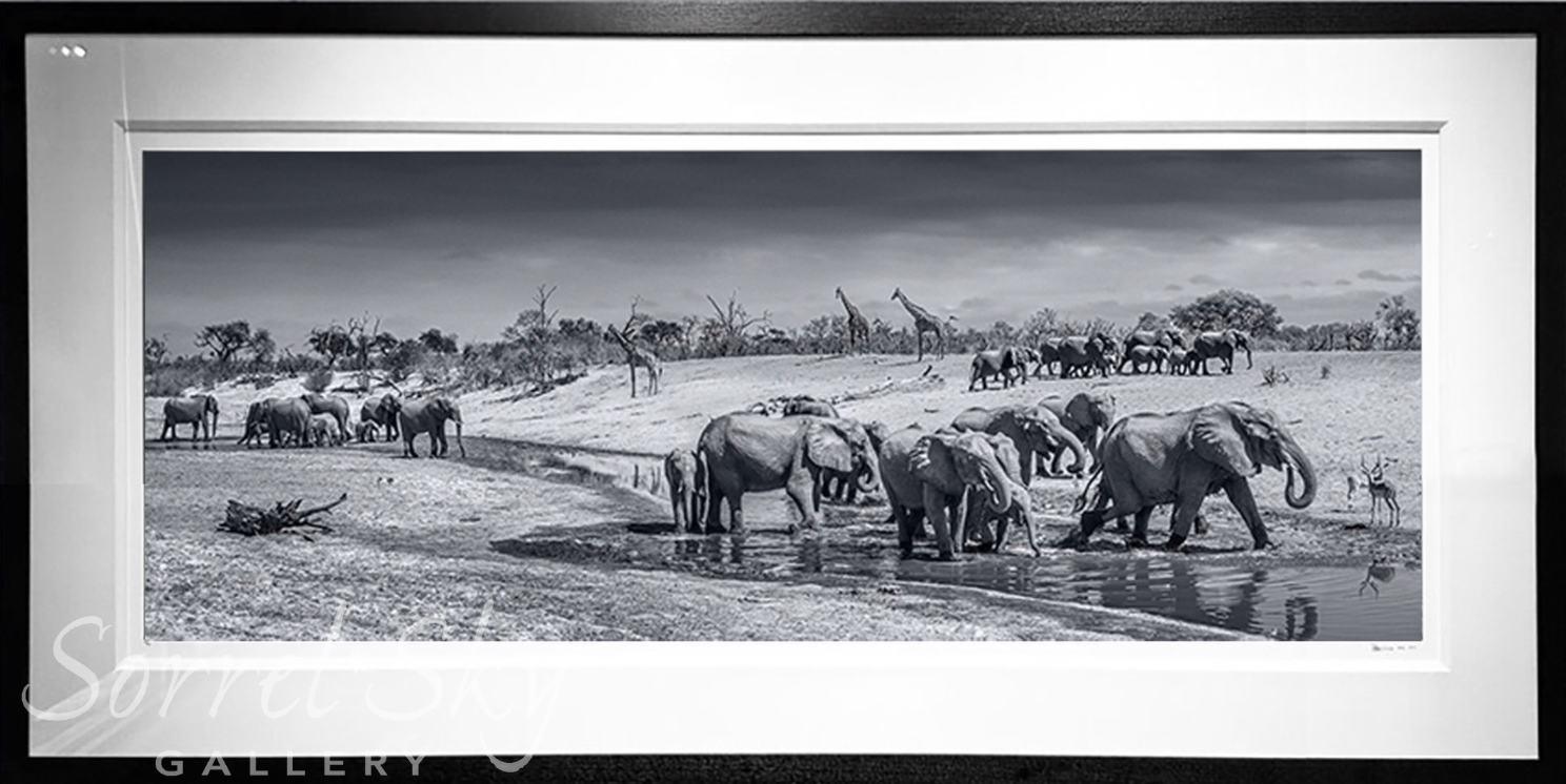 Before Man-Photographic Print-David Yarrow-Sorrel Sky Gallery