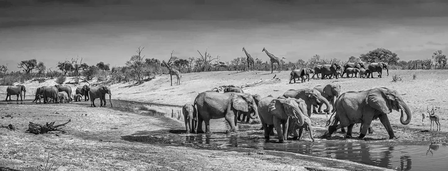 Before Man-Photographic Print-David Yarrow-Sorrel Sky Gallery