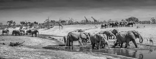 Before Man-Photographic Print-David Yarrow-Sorrel Sky Gallery