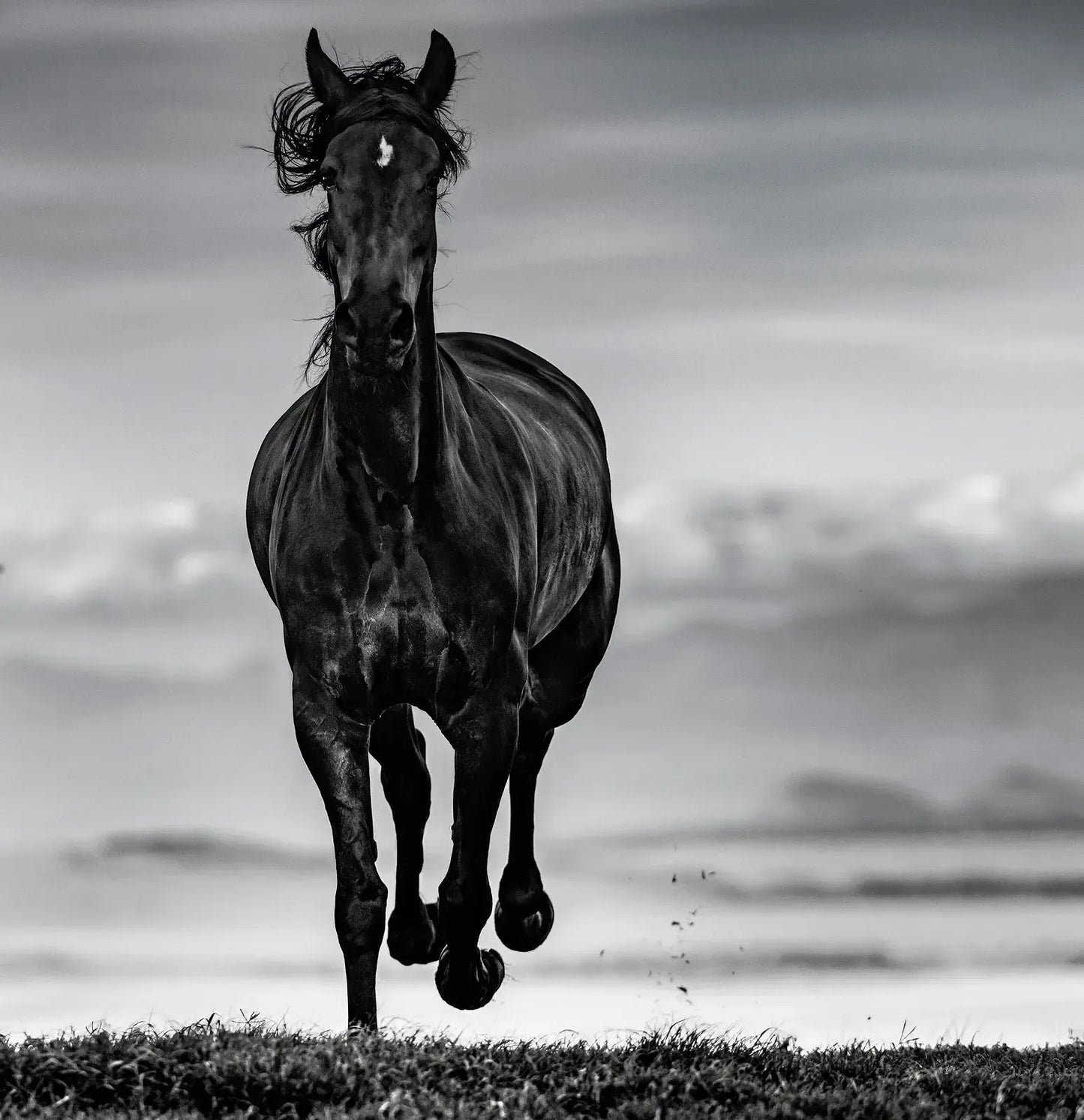 Black Beauty-Photographic Print-David Yarrow-Sorrel Sky Gallery