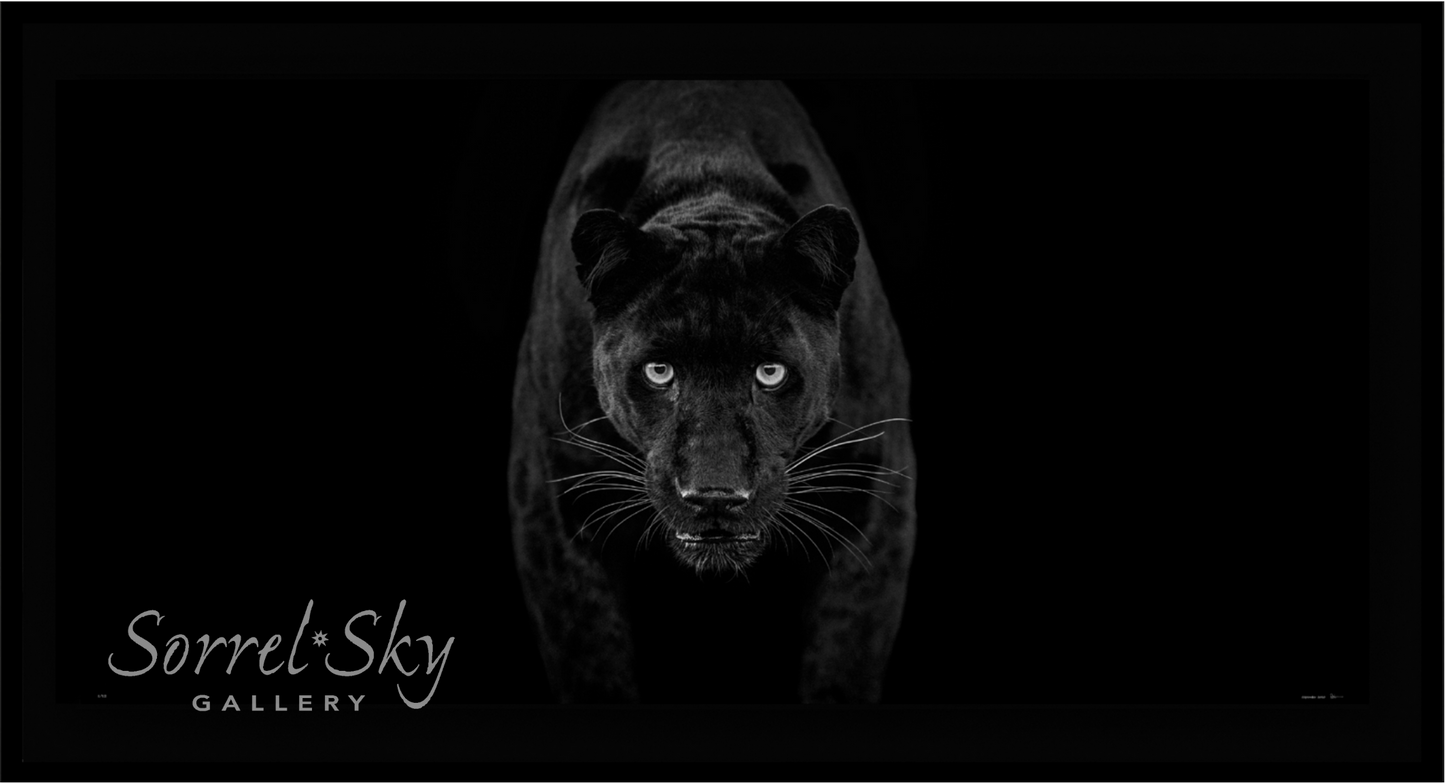 Black Magic - B&W-Photographic Print-David Yarrow-Sorrel Sky Gallery