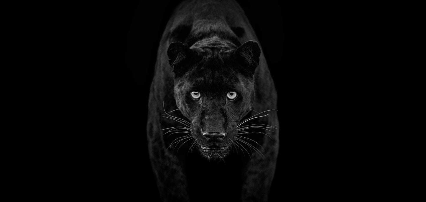 Black Magic - B&W-Photographic Print-David Yarrow-Sorrel Sky Gallery