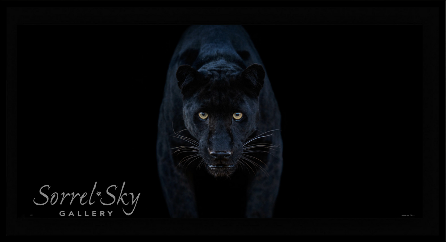 Black Magic - Colour-Photographic Print-David Yarrow-Sorrel Sky Gallery