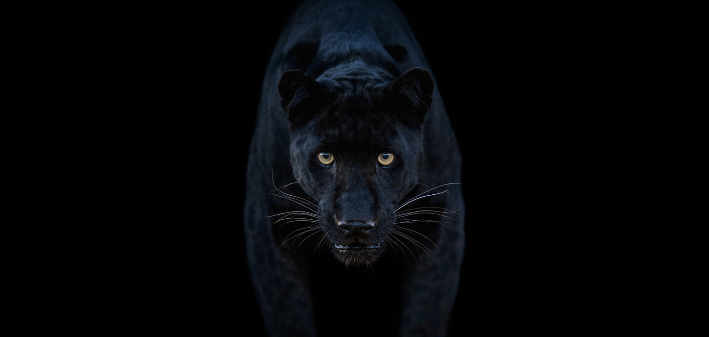 Black Magic - Colour-Photographic Print-David Yarrow-Sorrel Sky Gallery