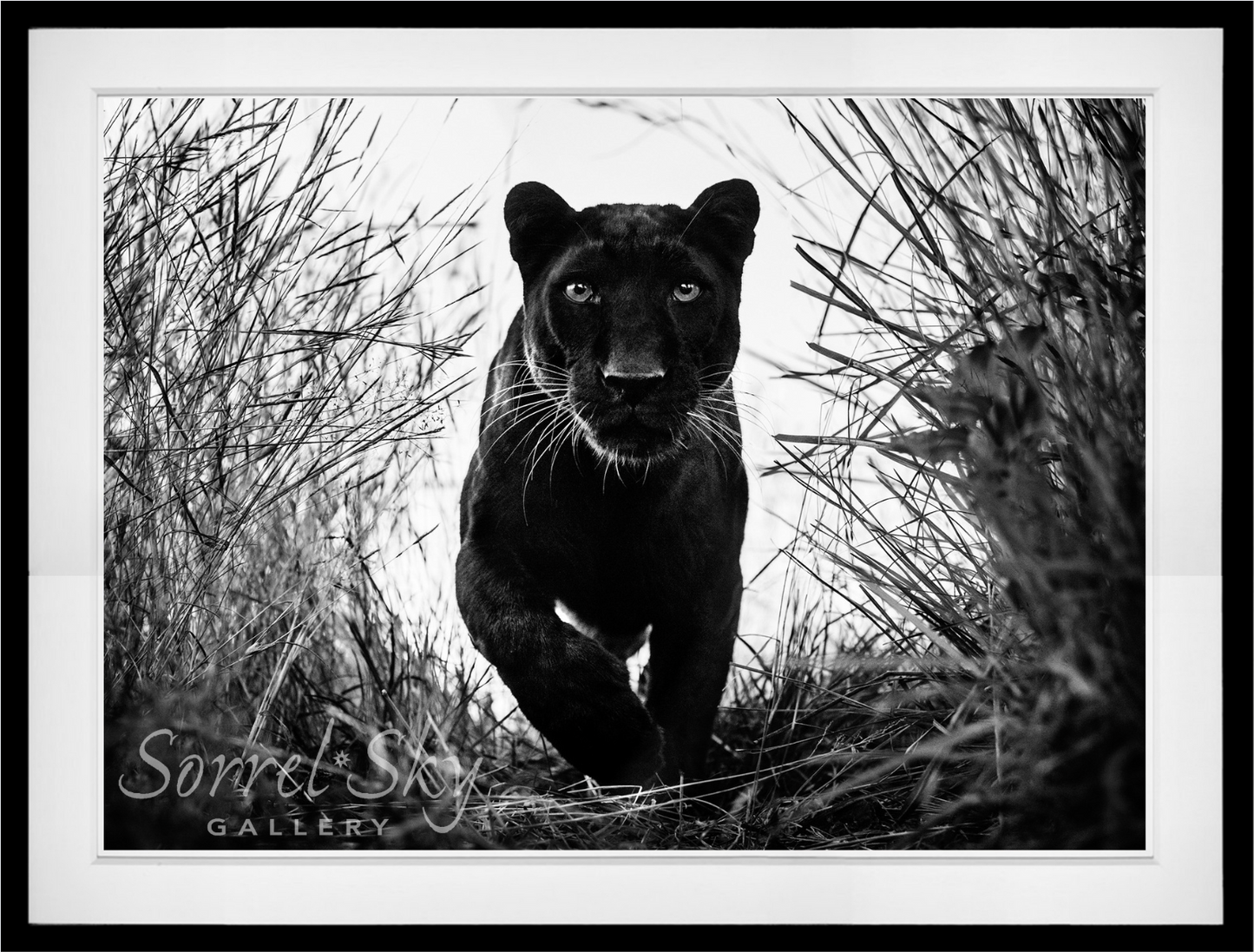 Black Panther-Photographic Print-David Yarrow-Sorrel Sky Gallery