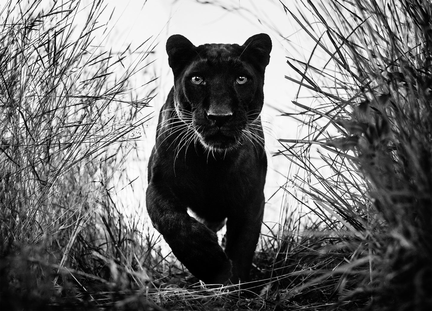 Black Panther-Photographic Print-David Yarrow-Sorrel Sky Gallery