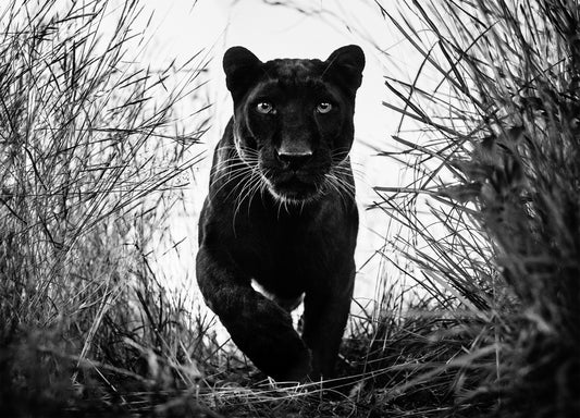 Black Panther-Photographic Print-David Yarrow-Sorrel Sky Gallery