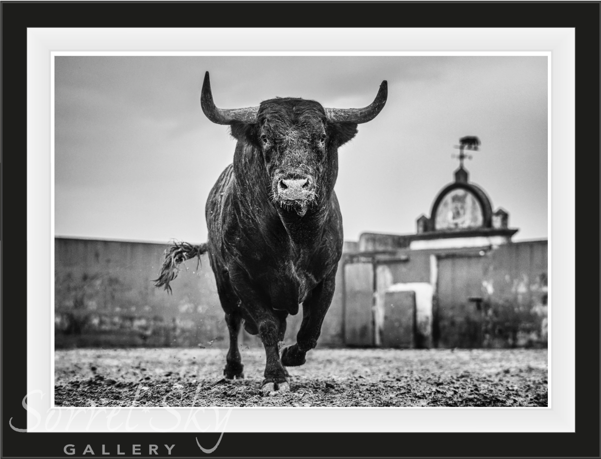 Bullish-Photographic Print-David Yarrow-Sorrel Sky Gallery