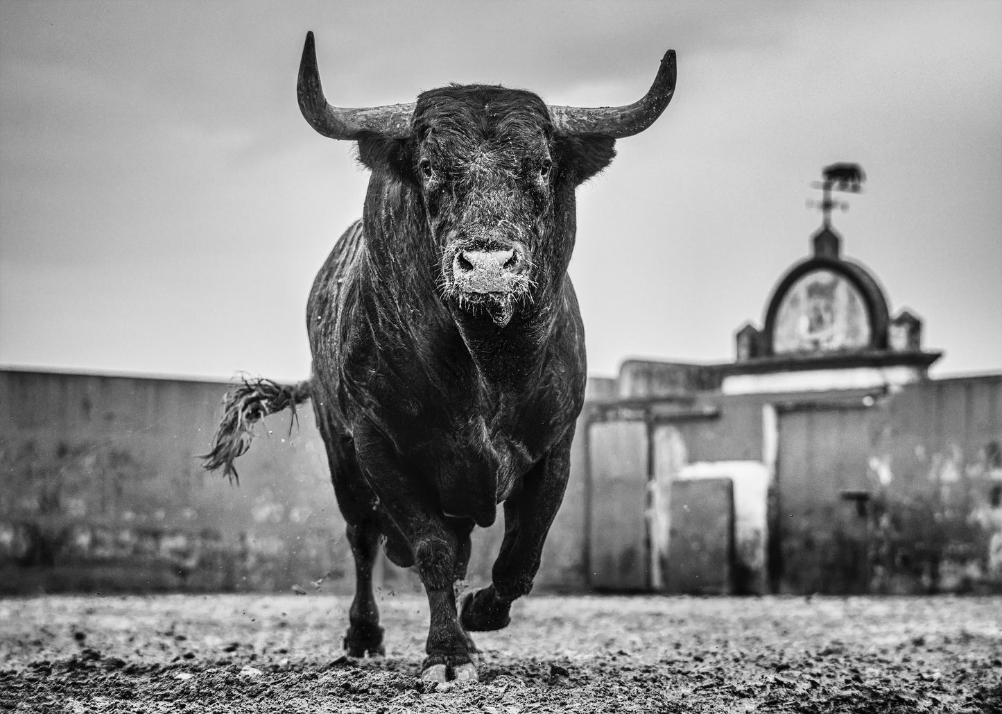 Bullish-Photographic Print-David Yarrow-Sorrel Sky Gallery