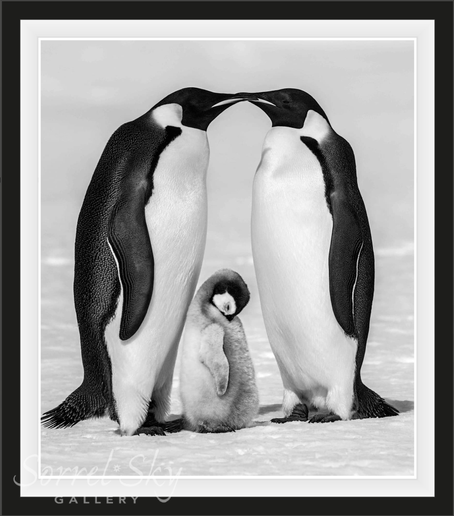 Contentment II-Photographic Print-David Yarrow-Sorrel Sky Gallery