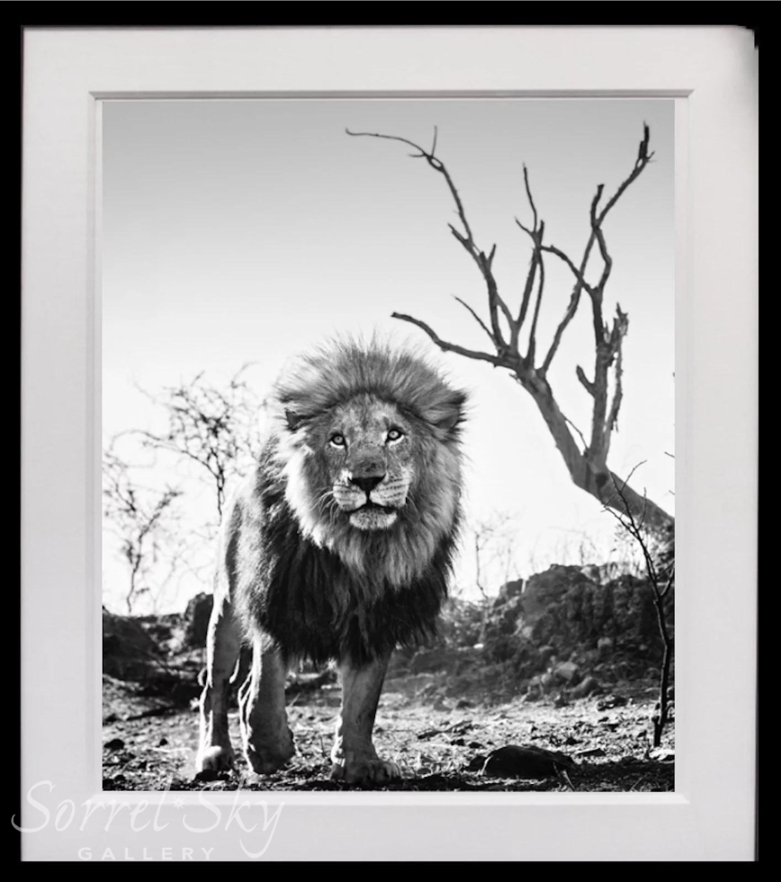 Cry Me a River-Photographic Print-David Yarrow-Sorrel Sky Gallery