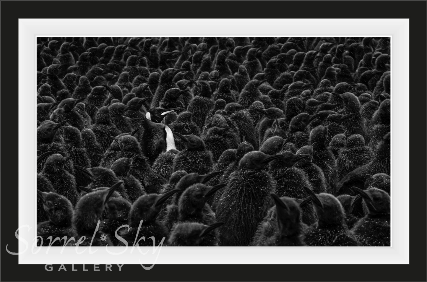 DADDY’S HOME-Photographic Print-David Yarrow-Sorrel Sky Gallery