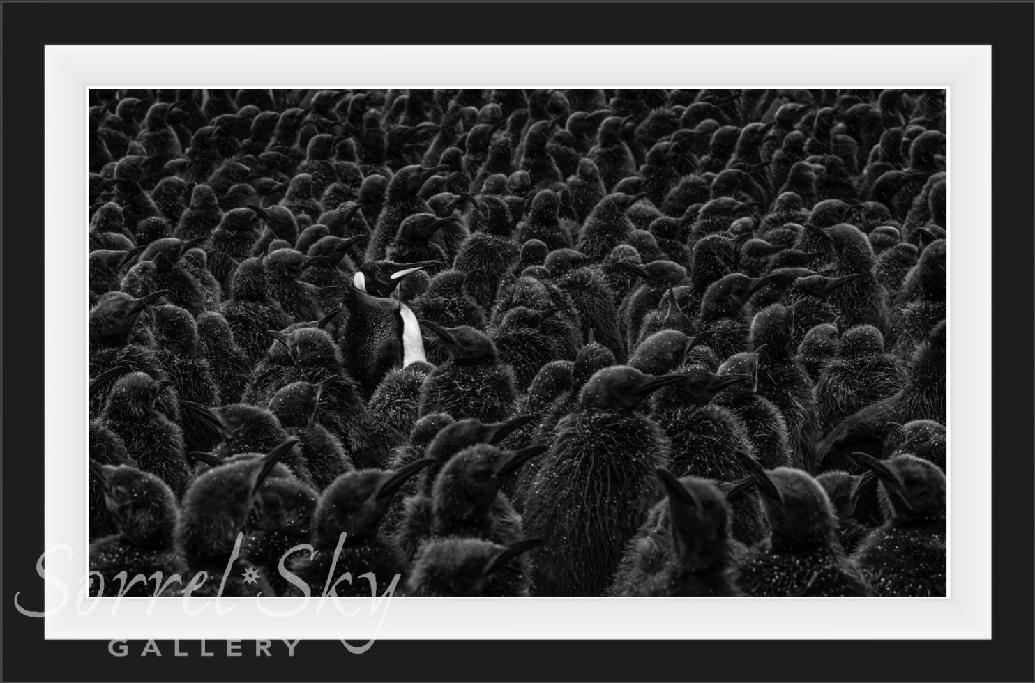 DADDY’S HOME-Photographic Print-David Yarrow-Sorrel Sky Gallery