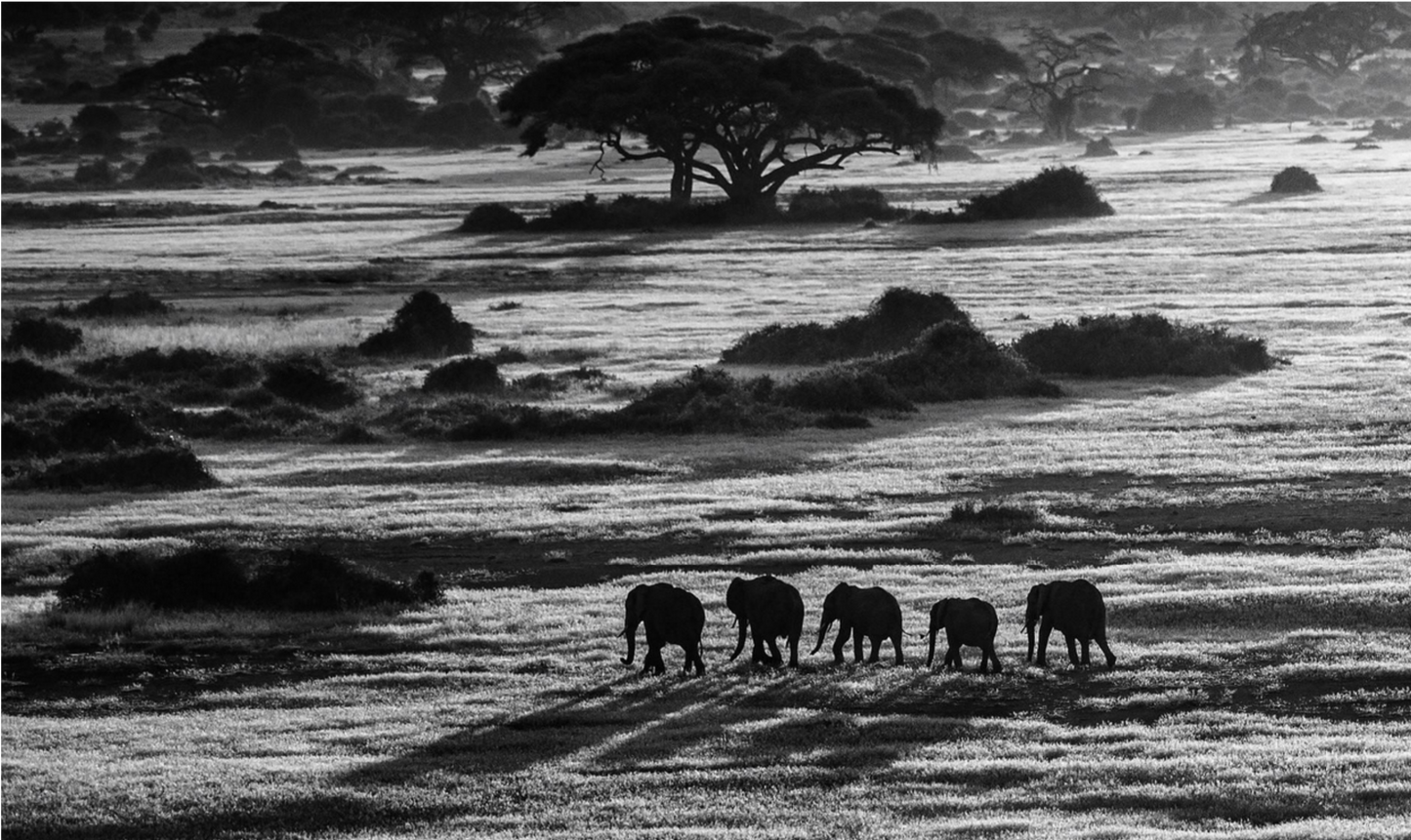 DAWN COMMUTE-Photographic Print-David Yarrow-Sorrel Sky Gallery