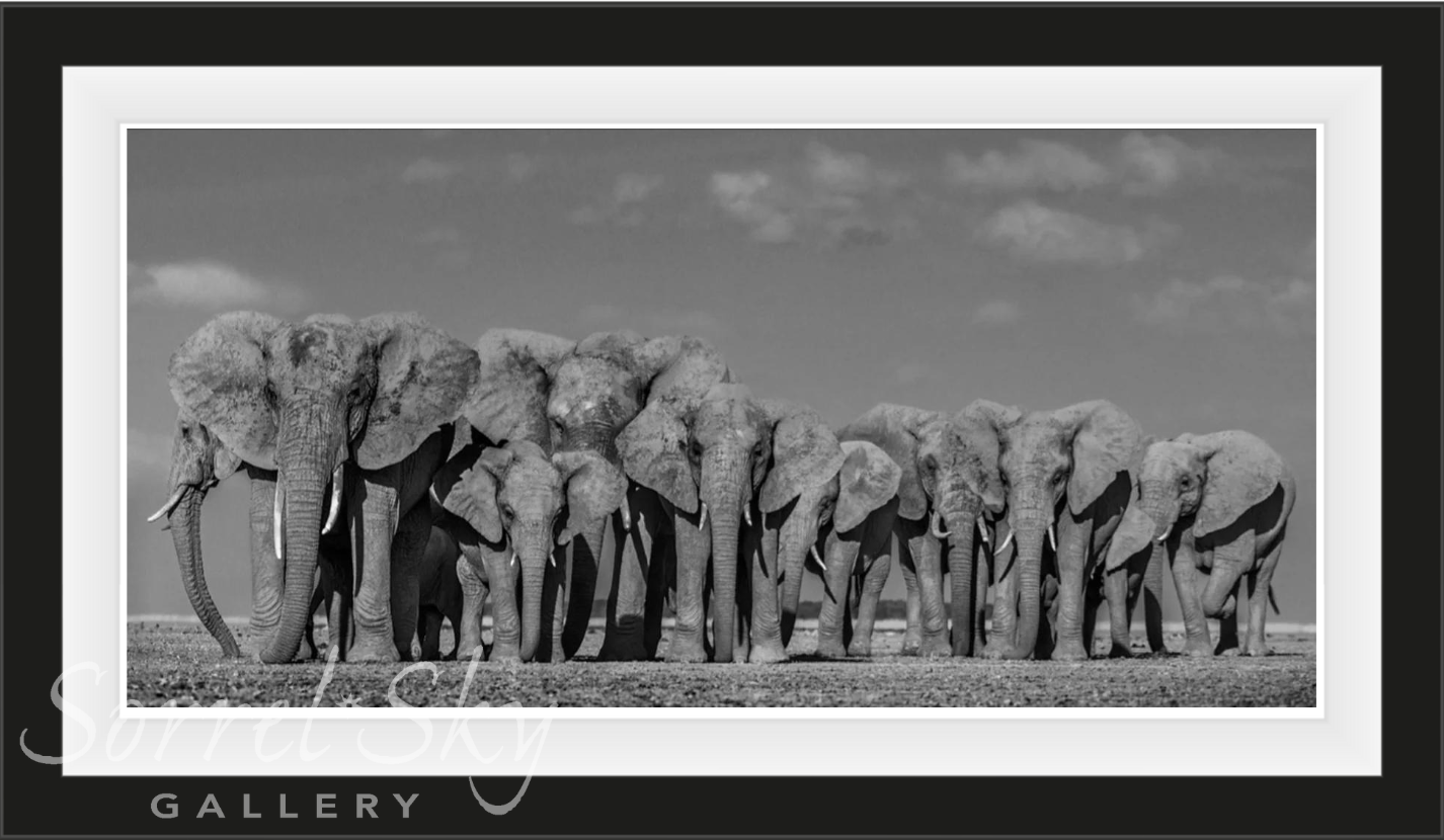 DEFENSE-Photographic Print-David Yarrow-Sorrel Sky Gallery