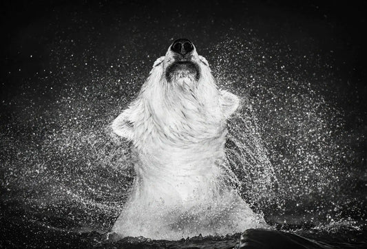 DIAMONDS IN THE SKY-Photographic Print-David Yarrow-Sorrel Sky Gallery