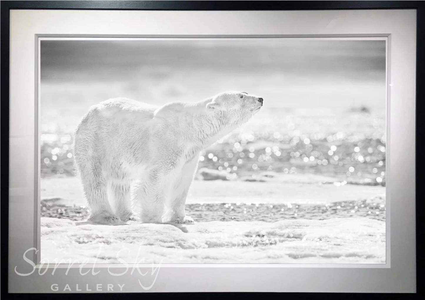 EMPEROR OF THE NORTH-Photographic Print-David Yarrow-Sorrel Sky Gallery