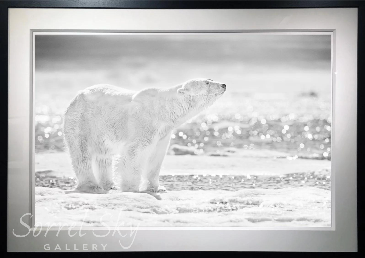EMPEROR OF THE NORTH-Photographic Print-David Yarrow-Sorrel Sky Gallery