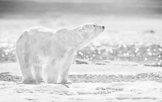 EMPEROR OF THE NORTH-Photographic Print-David Yarrow-Sorrel Sky Gallery