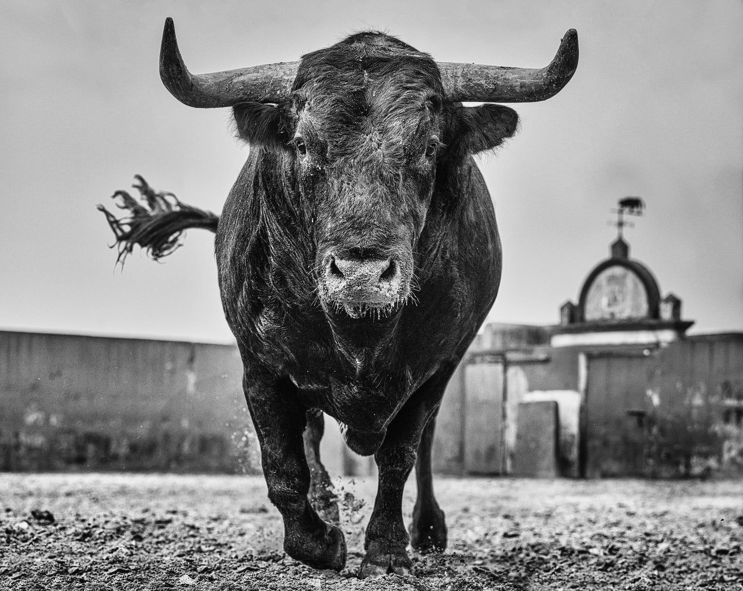 El Toro-Photographic Print-David Yarrow-Sorrel Sky Gallery