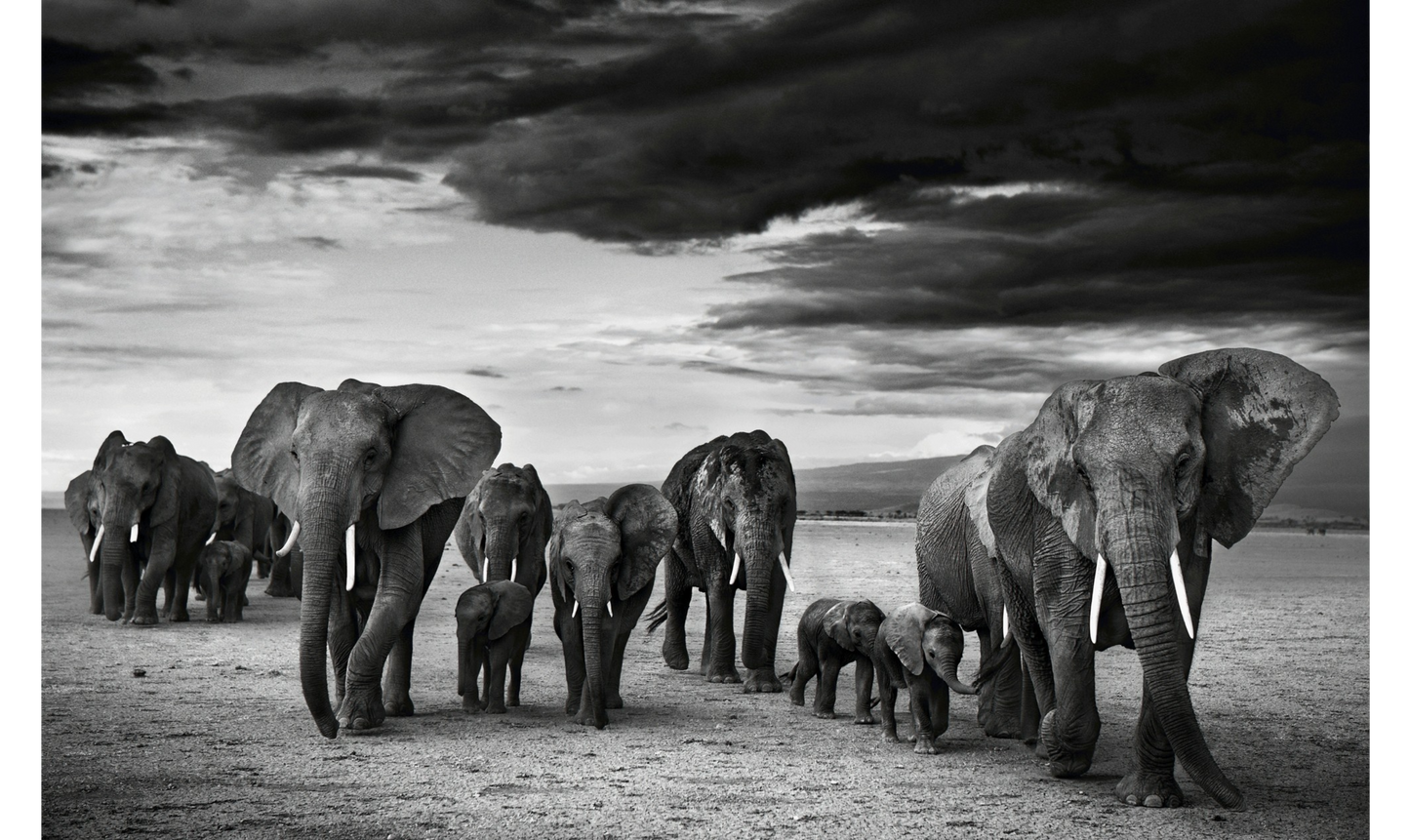 FAMILY-Photographic Print-David Yarrow-Sorrel Sky Gallery