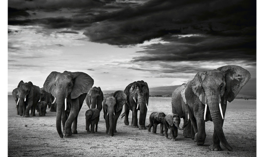 FAMILY-Photographic Print-David Yarrow-Sorrel Sky Gallery