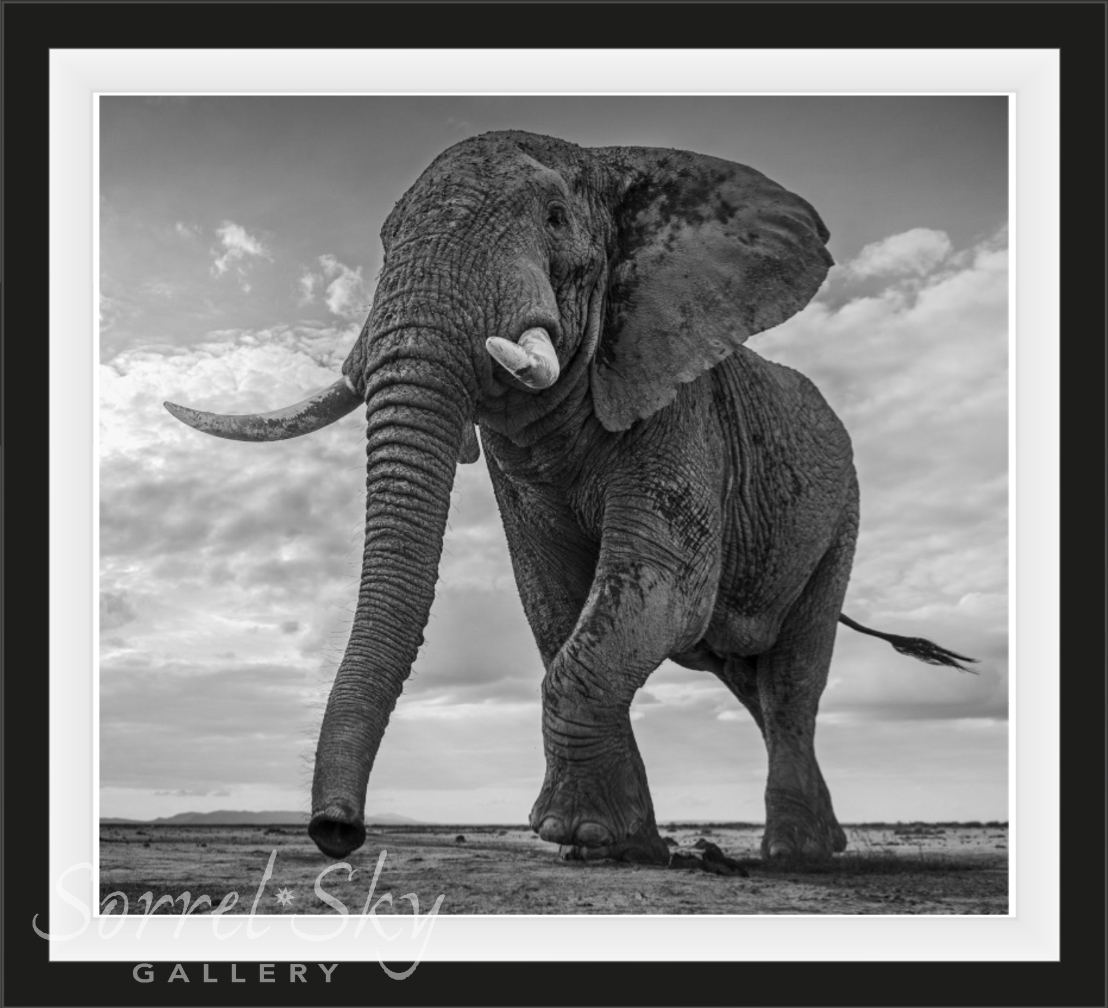 GIANT’S KINGDOM-Photographic Print-David Yarrow-Sorrel Sky Gallery