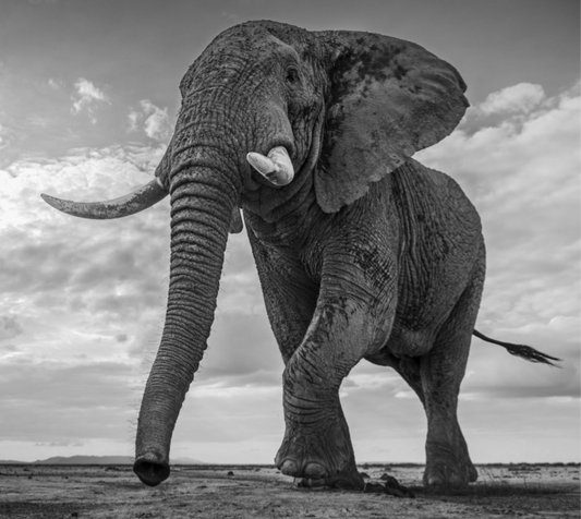 GIANT’S KINGDOM-Photographic Print-David Yarrow-Sorrel Sky Gallery