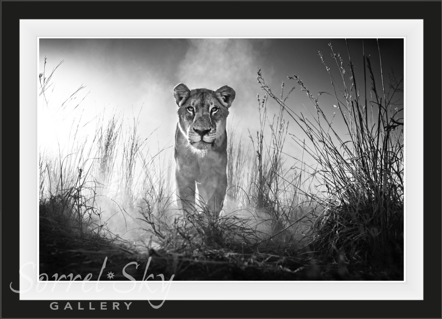 GLADIATOR-Photographic Print-David Yarrow-Sorrel Sky Gallery