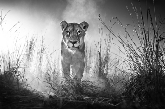 GLADIATOR-Photographic Print-David Yarrow-Sorrel Sky Gallery
