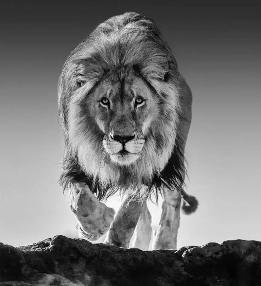 Genesis-Photographic Print-David Yarrow-Sorrel Sky Gallery