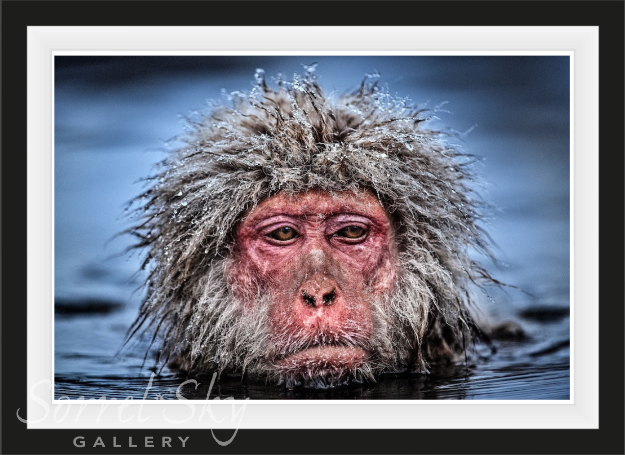 Grumpy Monkey (Colour)-Photographic Print-David Yarrow-Sorrel Sky Gallery