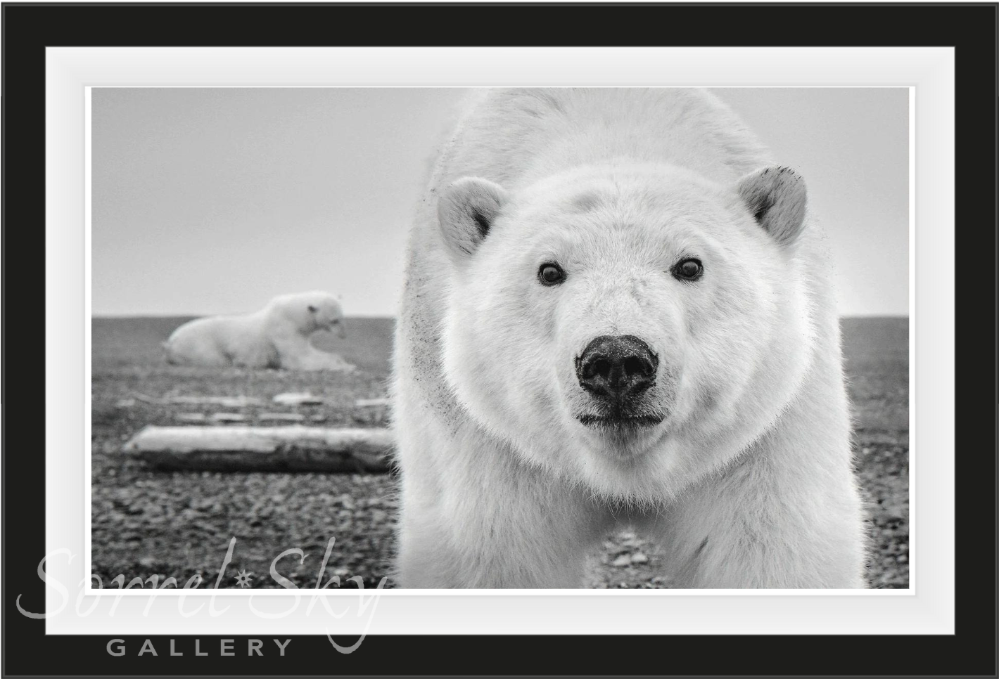 HELLO-Photographic Print-David Yarrow-Sorrel Sky Gallery