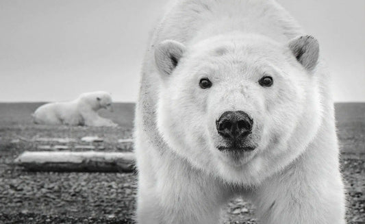 HELLO-Photographic Print-David Yarrow-Sorrel Sky Gallery