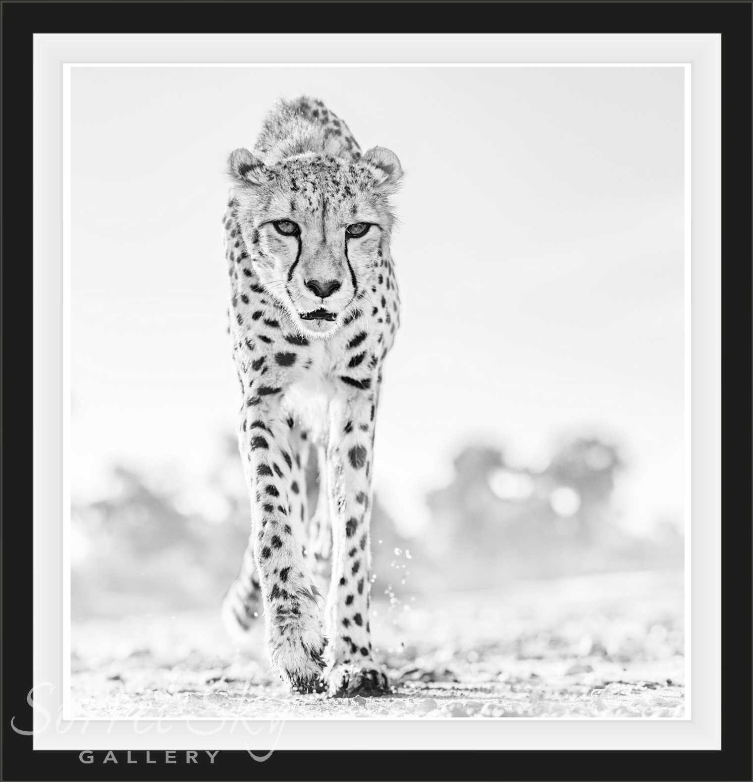 HOT LEGS-Photographic Print-David Yarrow-Sorrel Sky Gallery