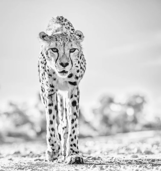 HOT LEGS II-Photographic Print-David Yarrow-Sorrel Sky Gallery