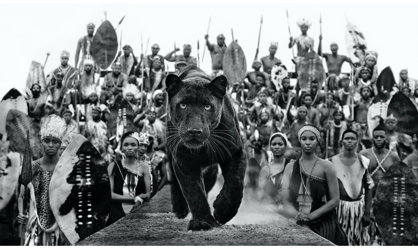 I AM BLACK PANTHER-Photographic Print-David Yarrow-Sorrel Sky Gallery