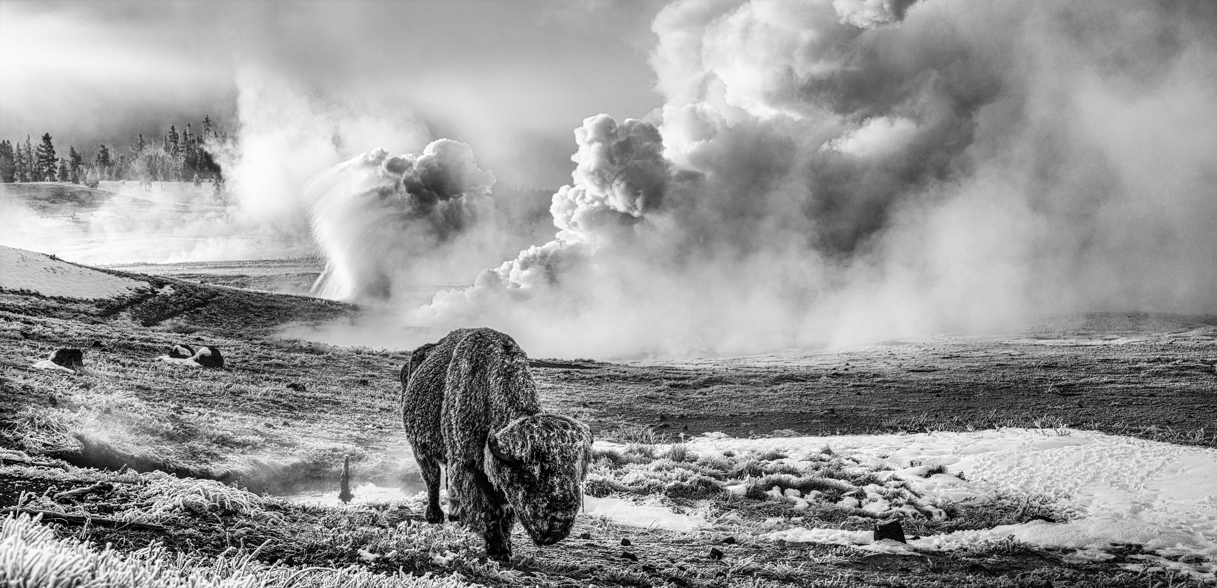 IN THE BEGINNING | David Yarrow | Sorrel Sky Gallery | Yellowstone