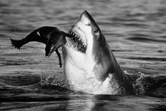 Jaws-Photographic Print-David Yarrow-Sorrel Sky Gallery
