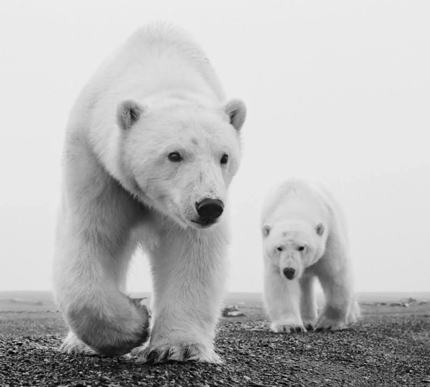KAKTOVIK-Photographic Print-David Yarrow-Sorrel Sky Gallery