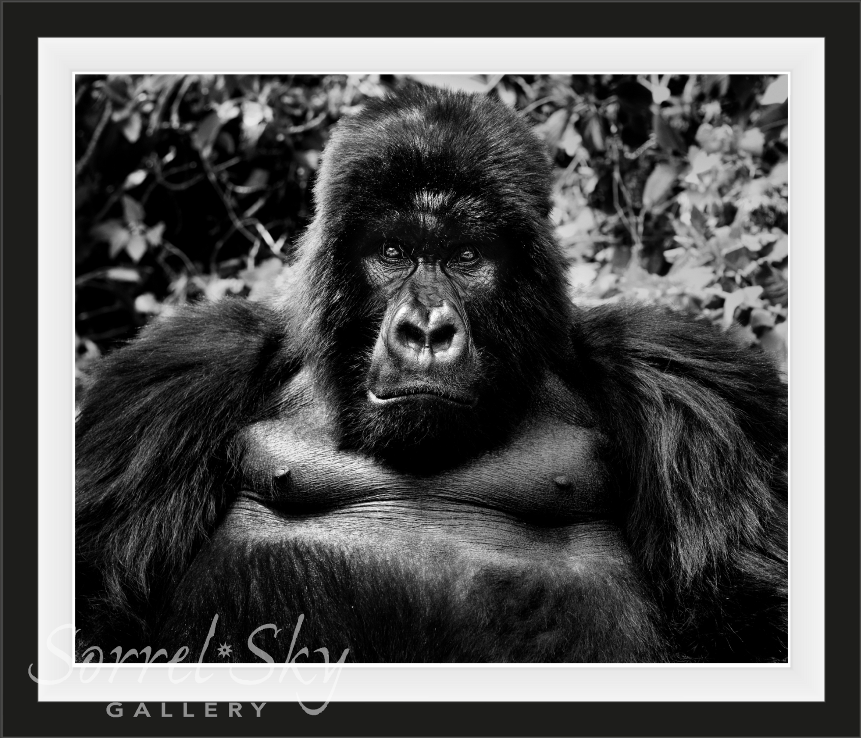 KING KONG-Photographic Print-David Yarrow-Sorrel Sky Gallery