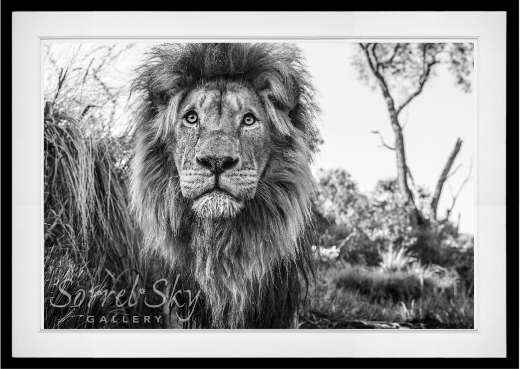 Kingdom-Photographic Print-David Yarrow-Sorrel Sky Gallery